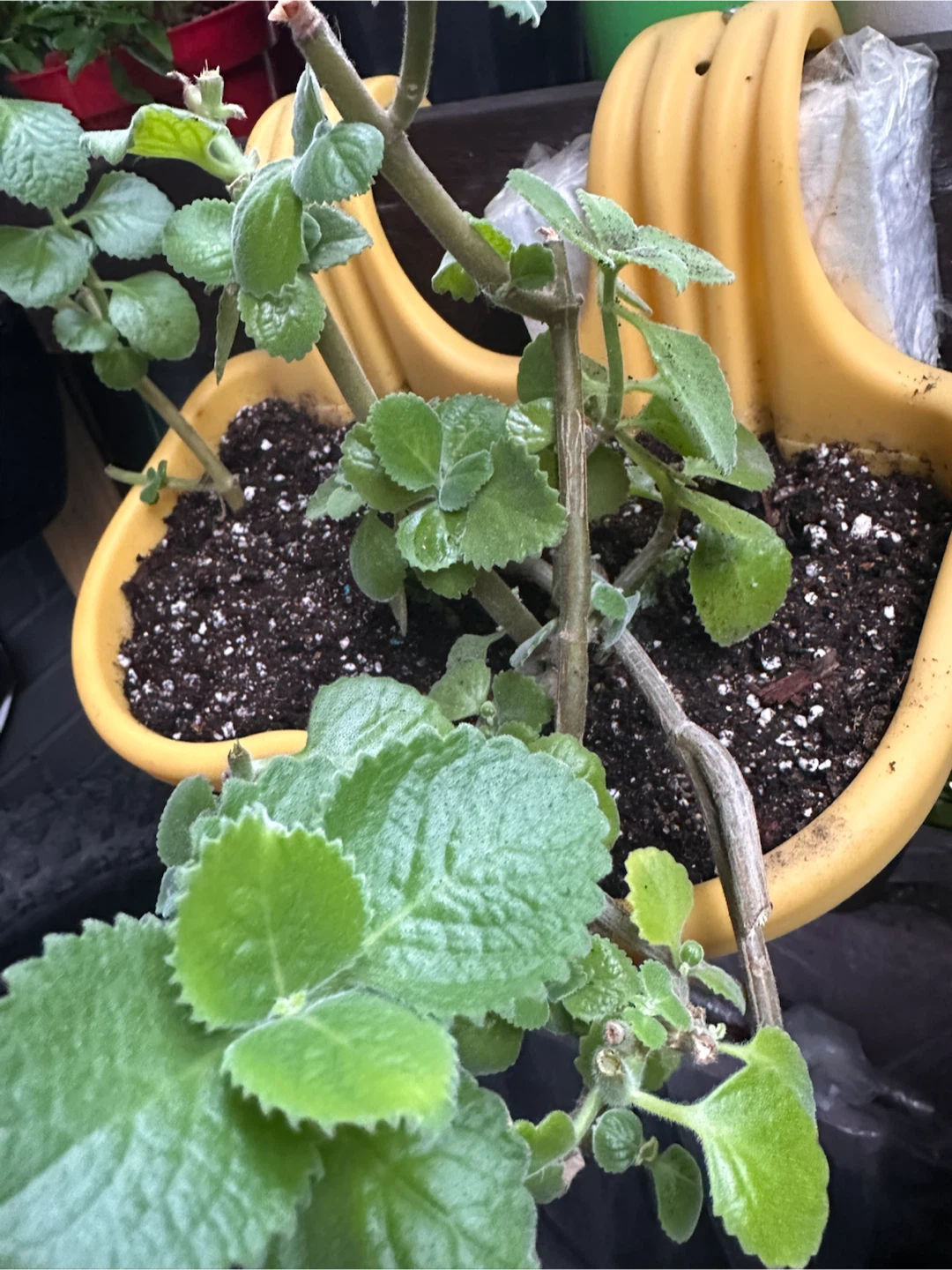 Cuban oregano cuttings
