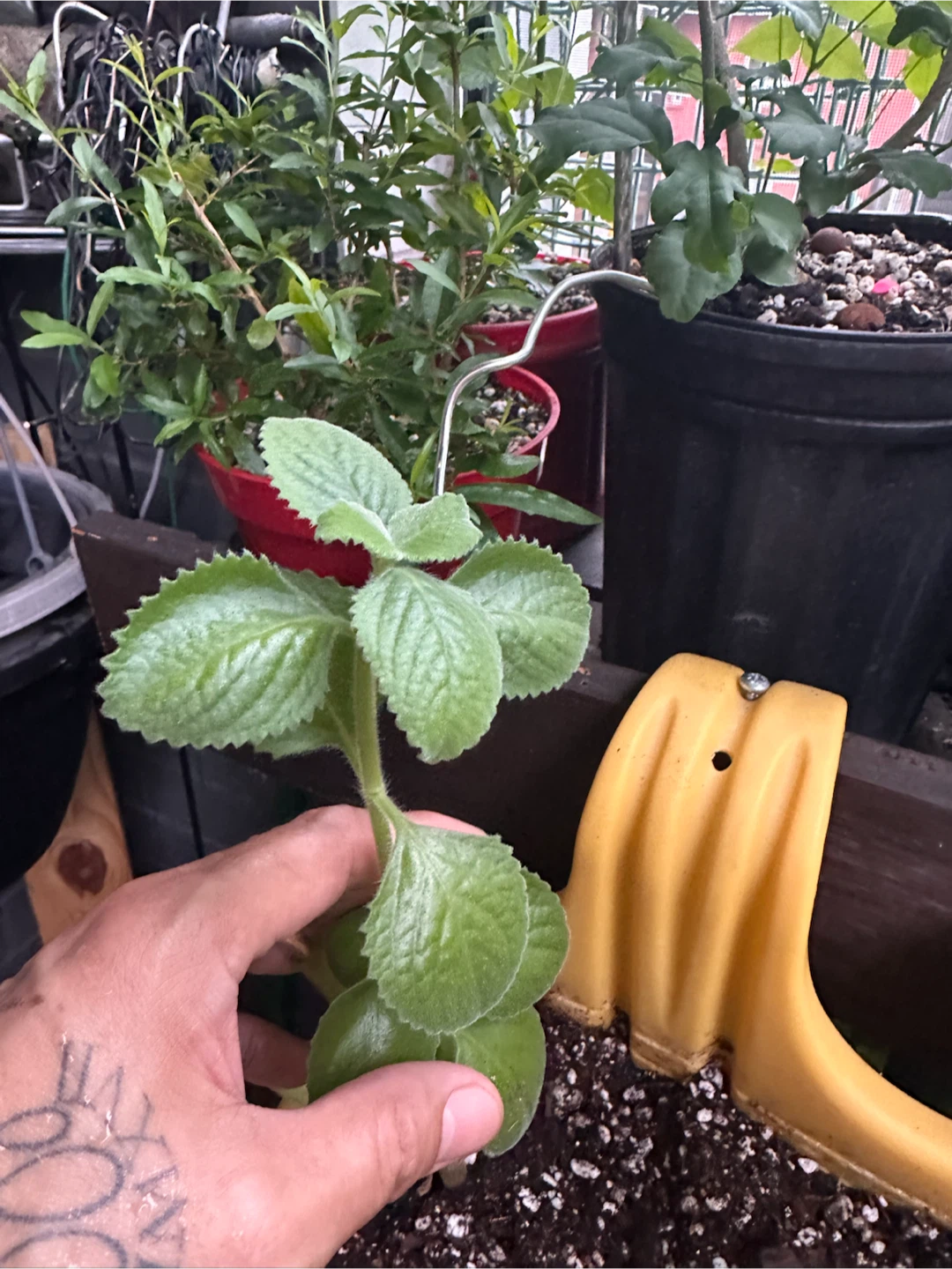 Cuban oregano cuttings - photo 2