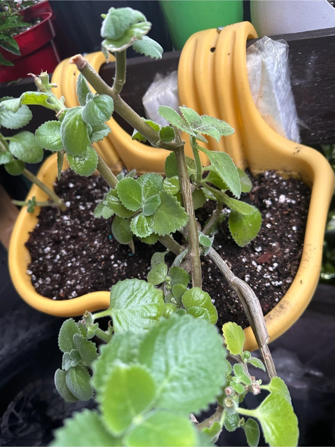 Cuban oregano cuttings - photo 3