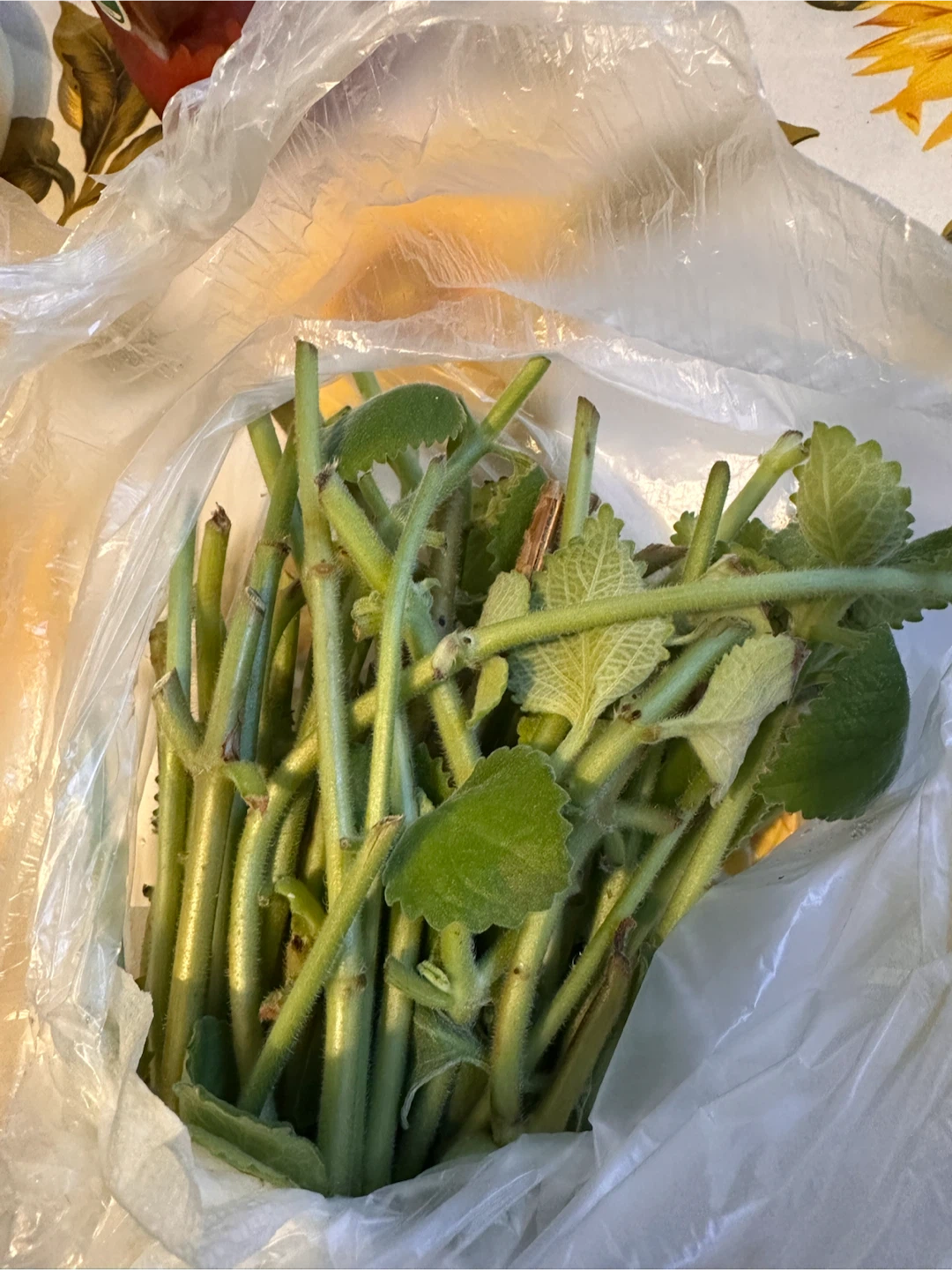 Cuban oregano cuttings - photo 4