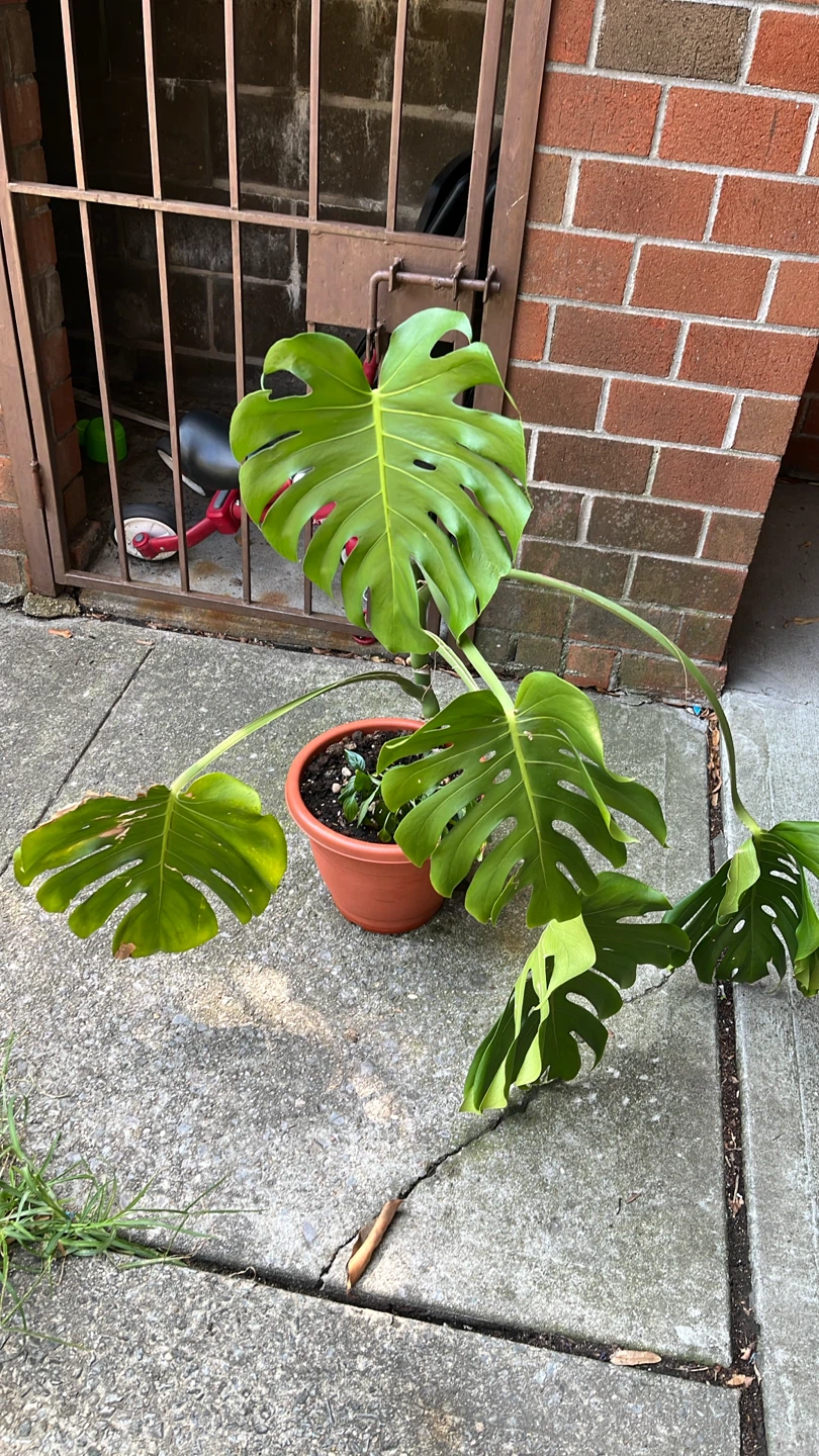 Monstera Deliciosa Houseplant