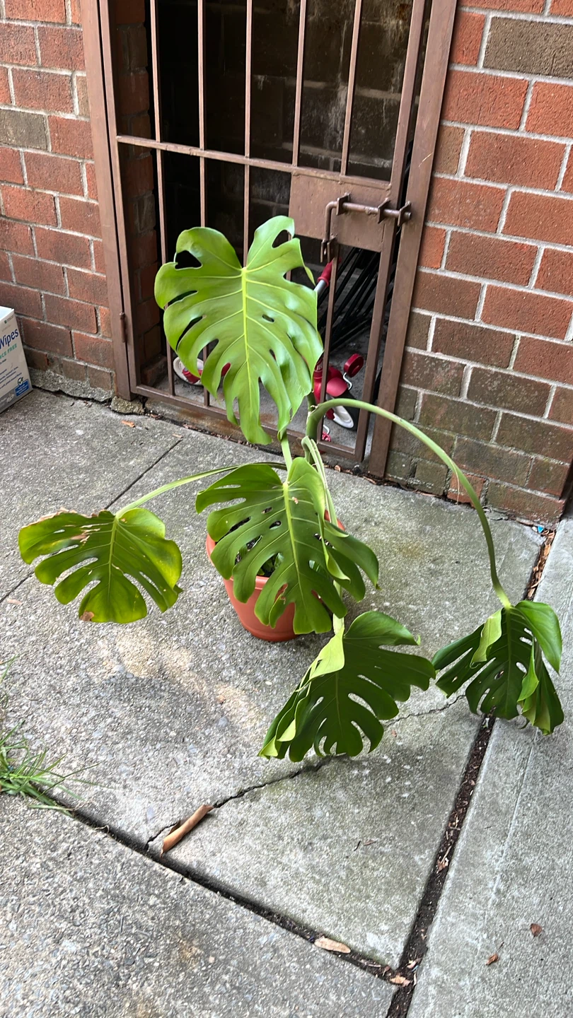 Monstera Deliciosa Houseplant - photo 2