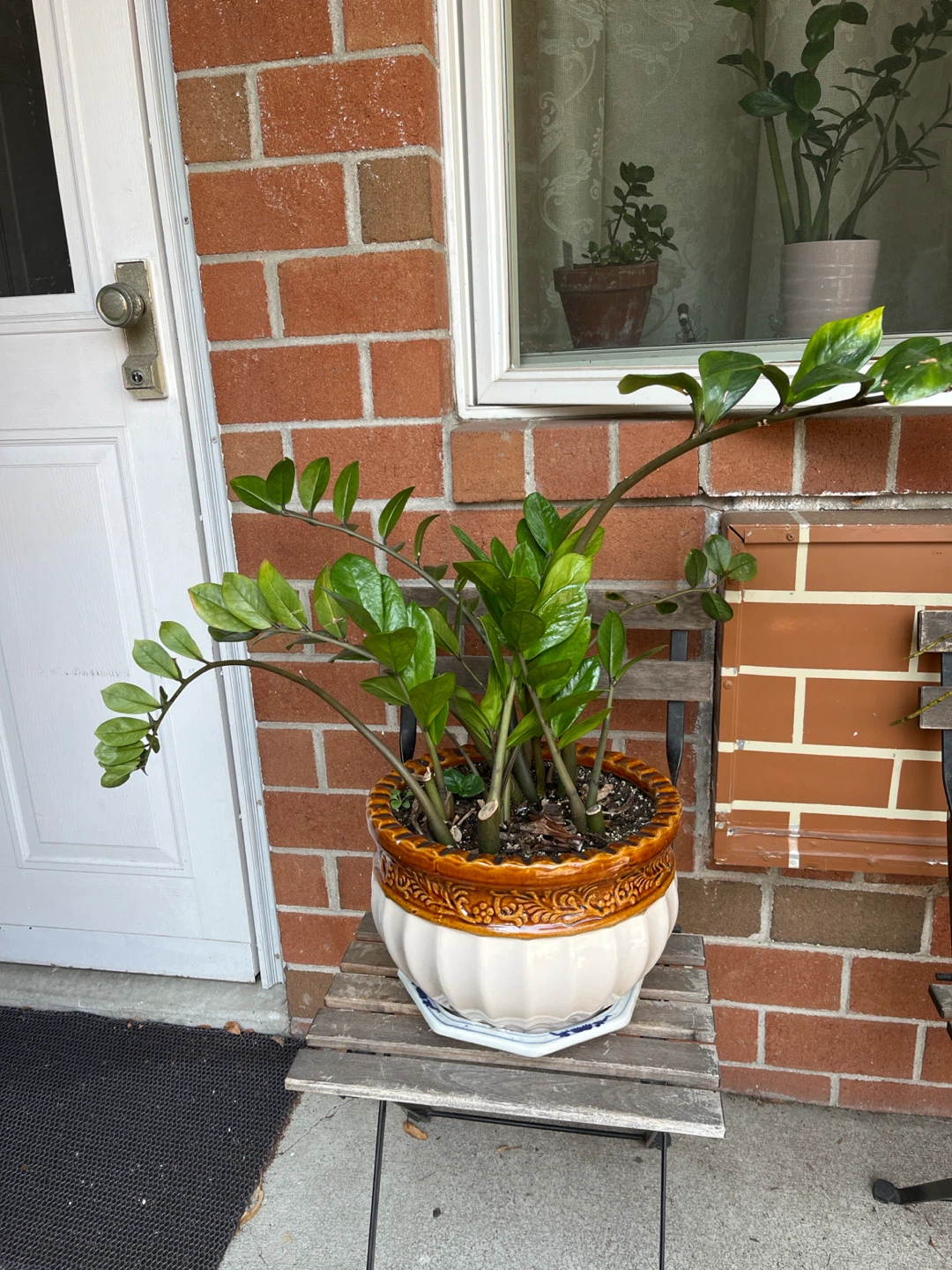 ZZ Plant in Ceramic Pot