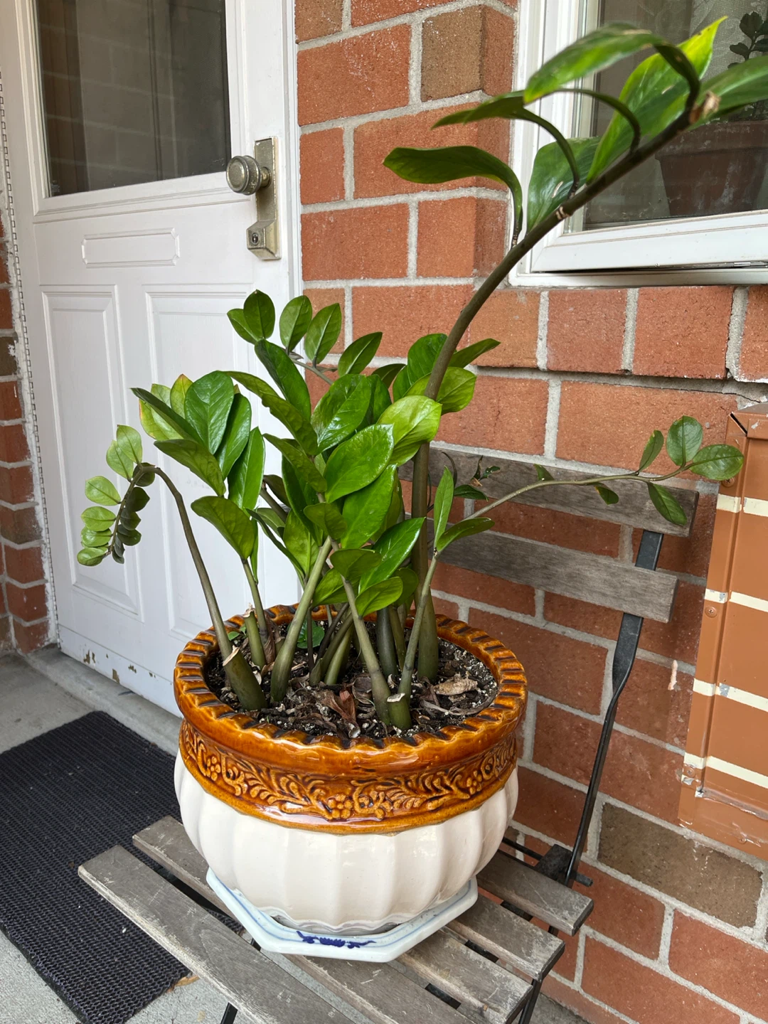 ZZ Plant in Ceramic Pot - photo 2
