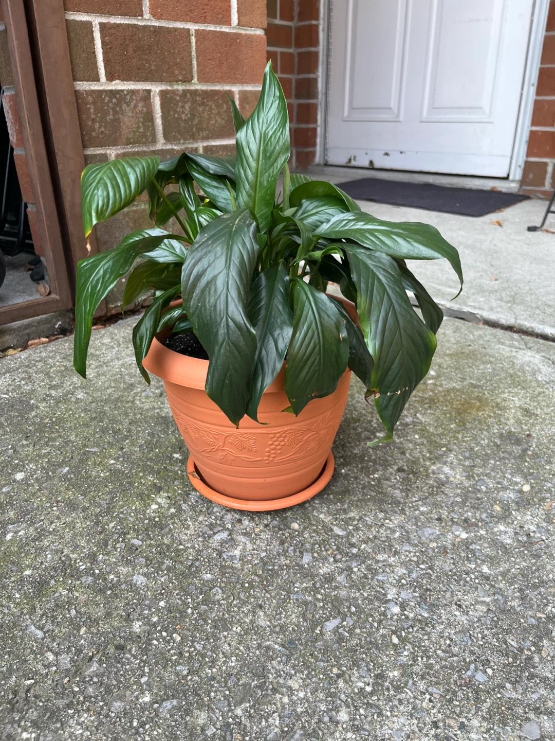 Peace Lily Plant in Terra Cotta Pot
