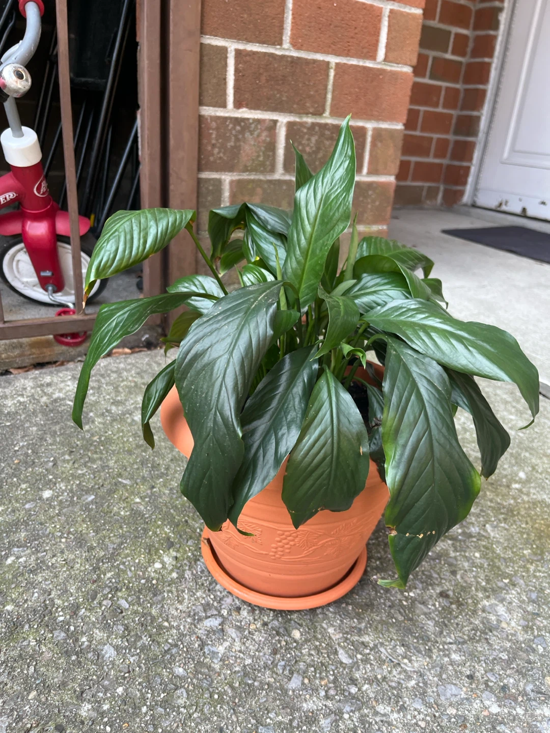 Peace Lily Plant in Terra Cotta Pot - photo 2