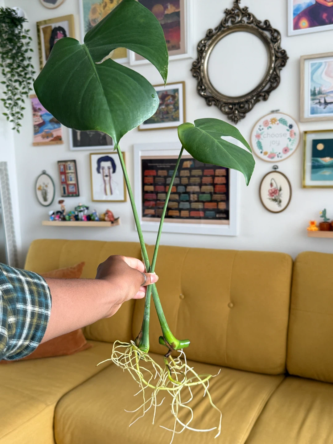 Monstera Deliciosa Plant Cuttings