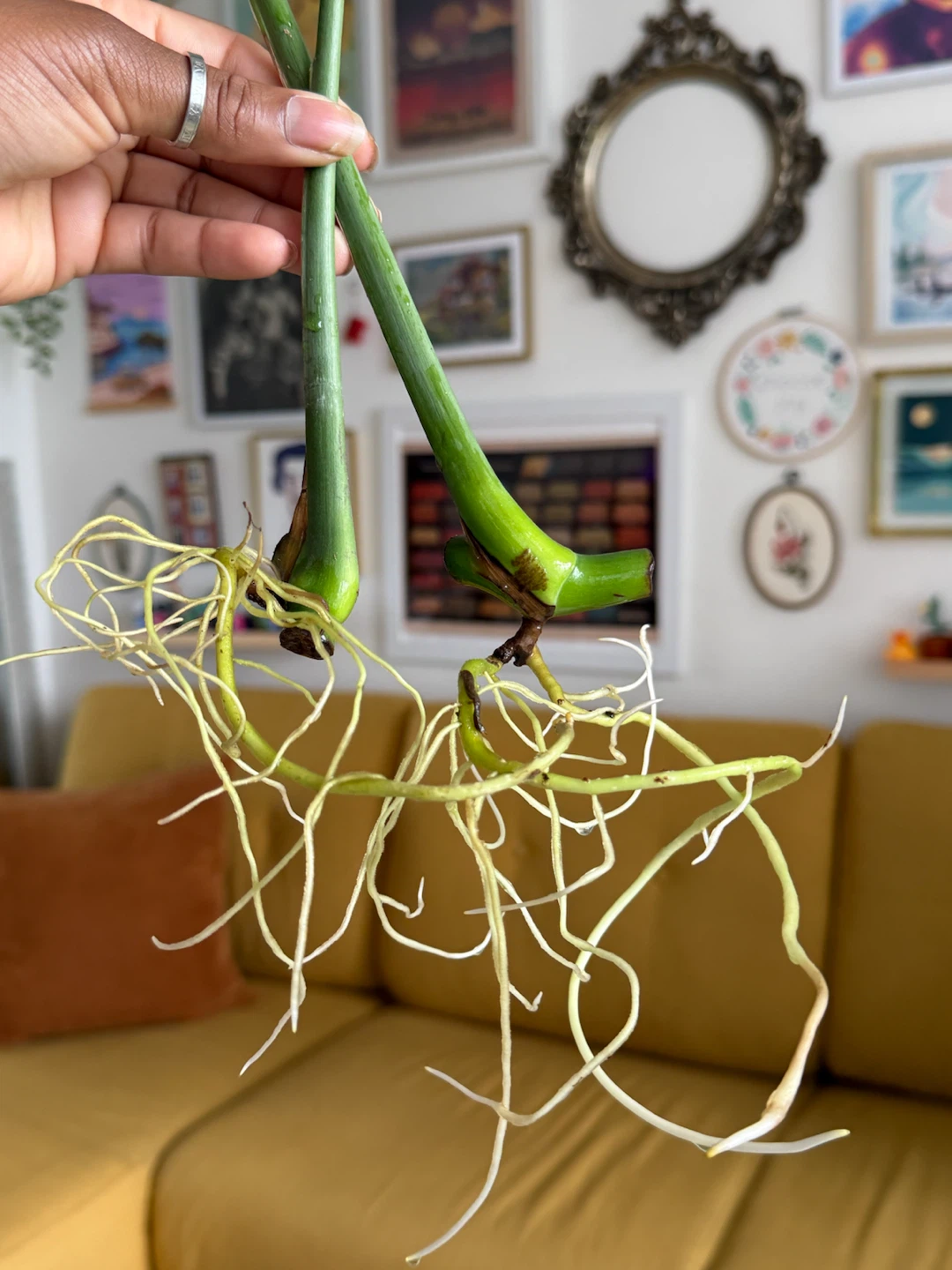 Monstera Deliciosa Plant Cuttings - photo 2