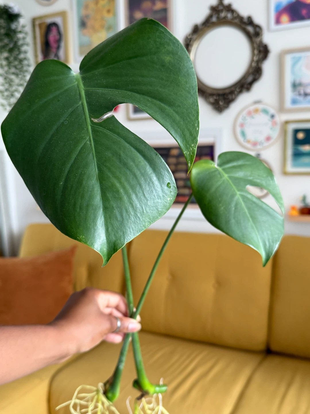 Monstera Deliciosa Plant Cuttings - photo 3