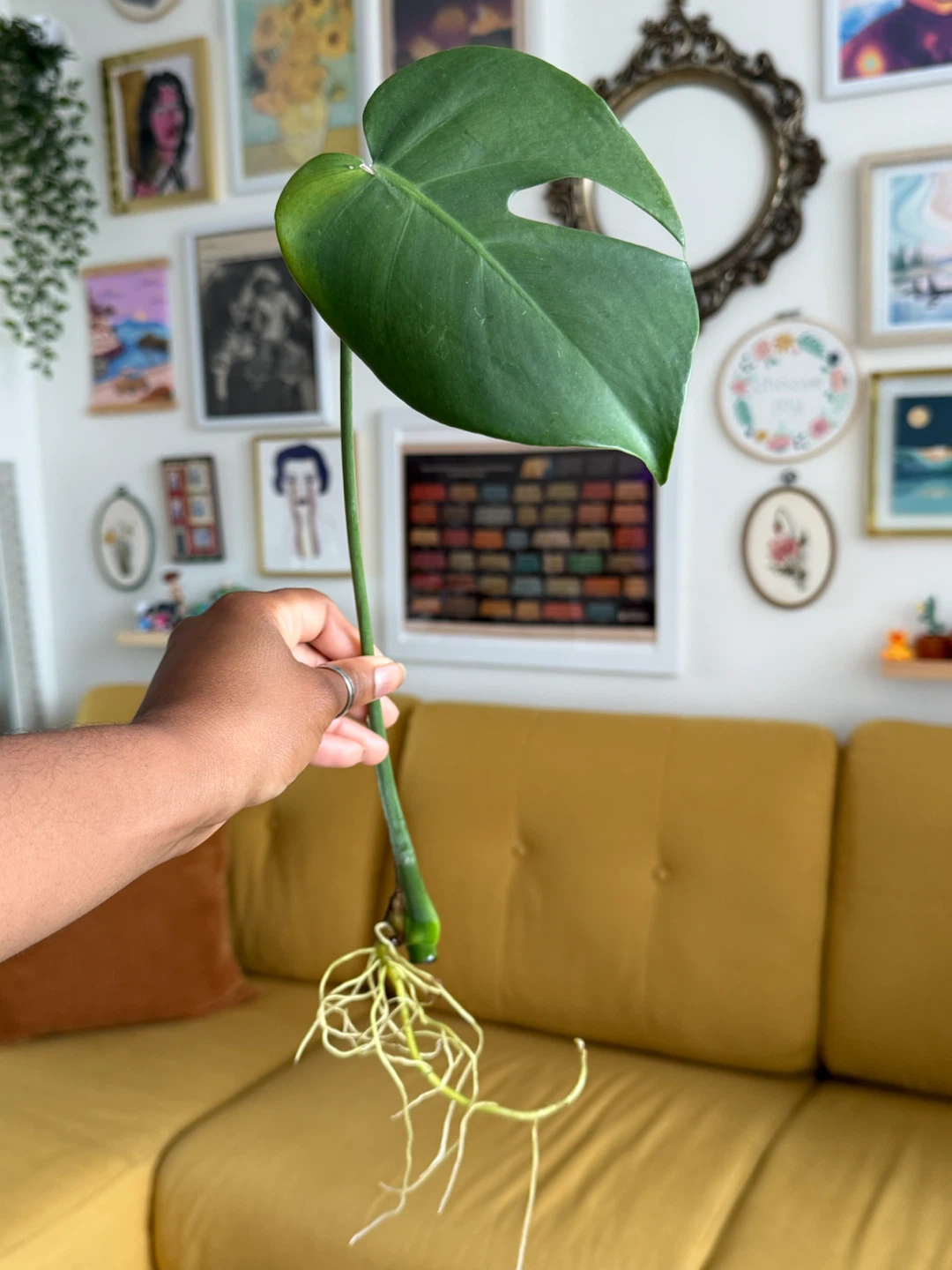 Monstera Deliciosa Plant Cuttings - photo 4