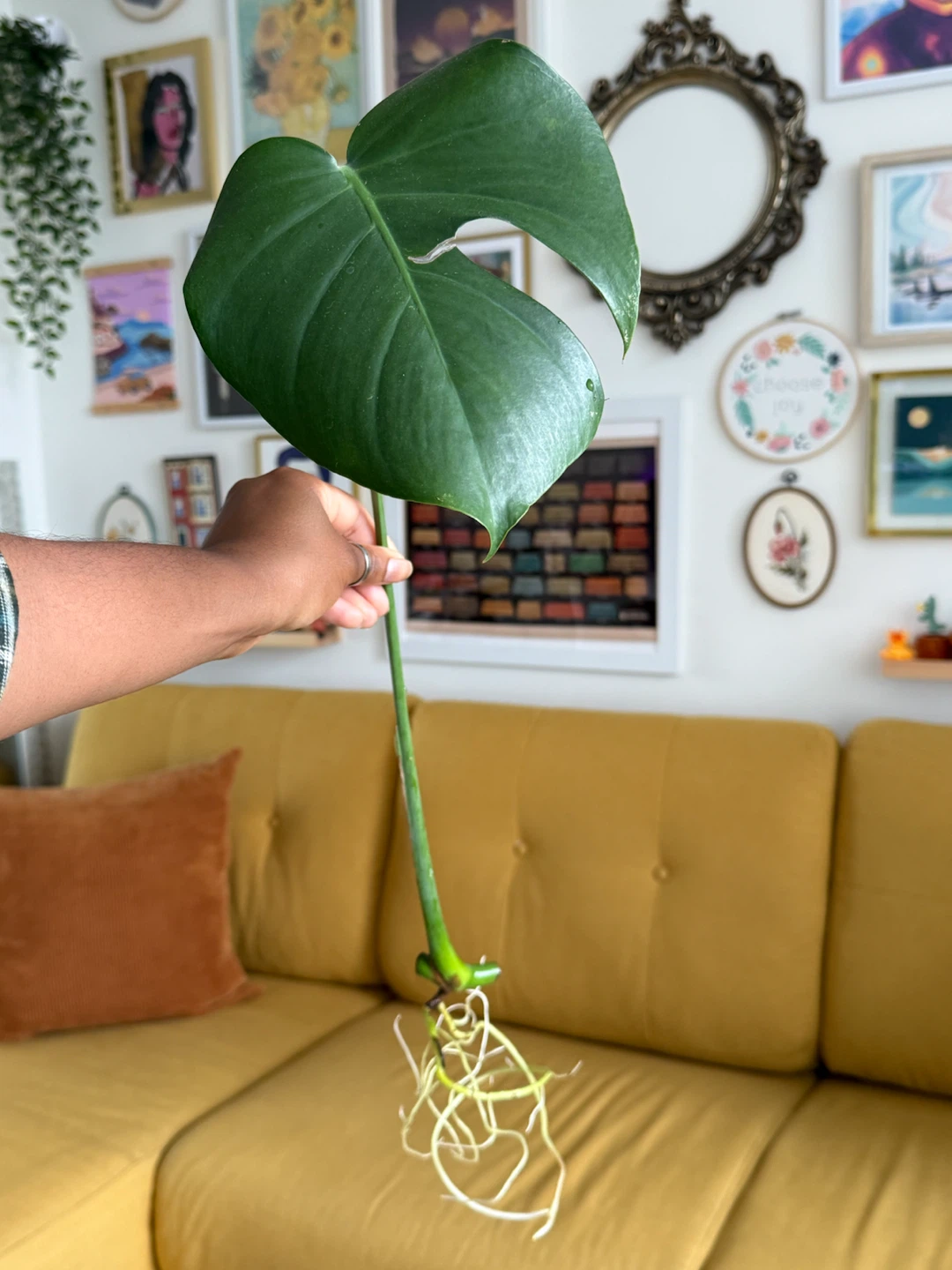 Monstera Deliciosa Plant Cuttings - photo 5