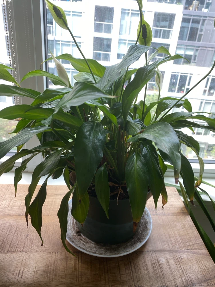 Flowering Peace Lily