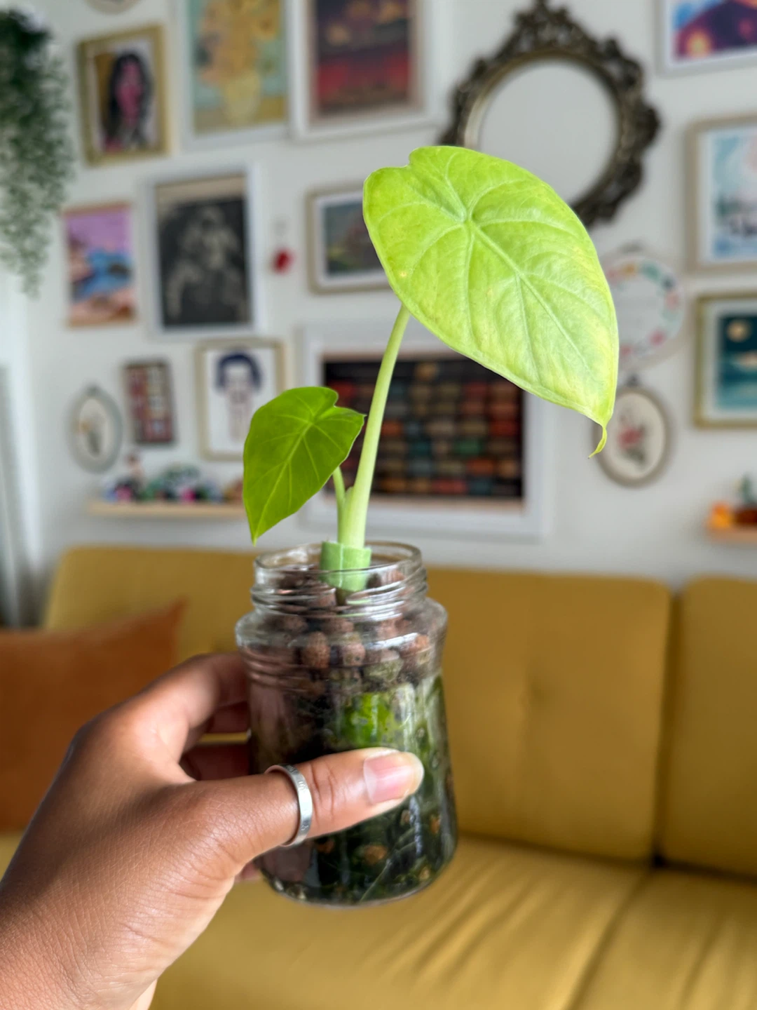 Elephant Ear Alocasia Plant in Jar