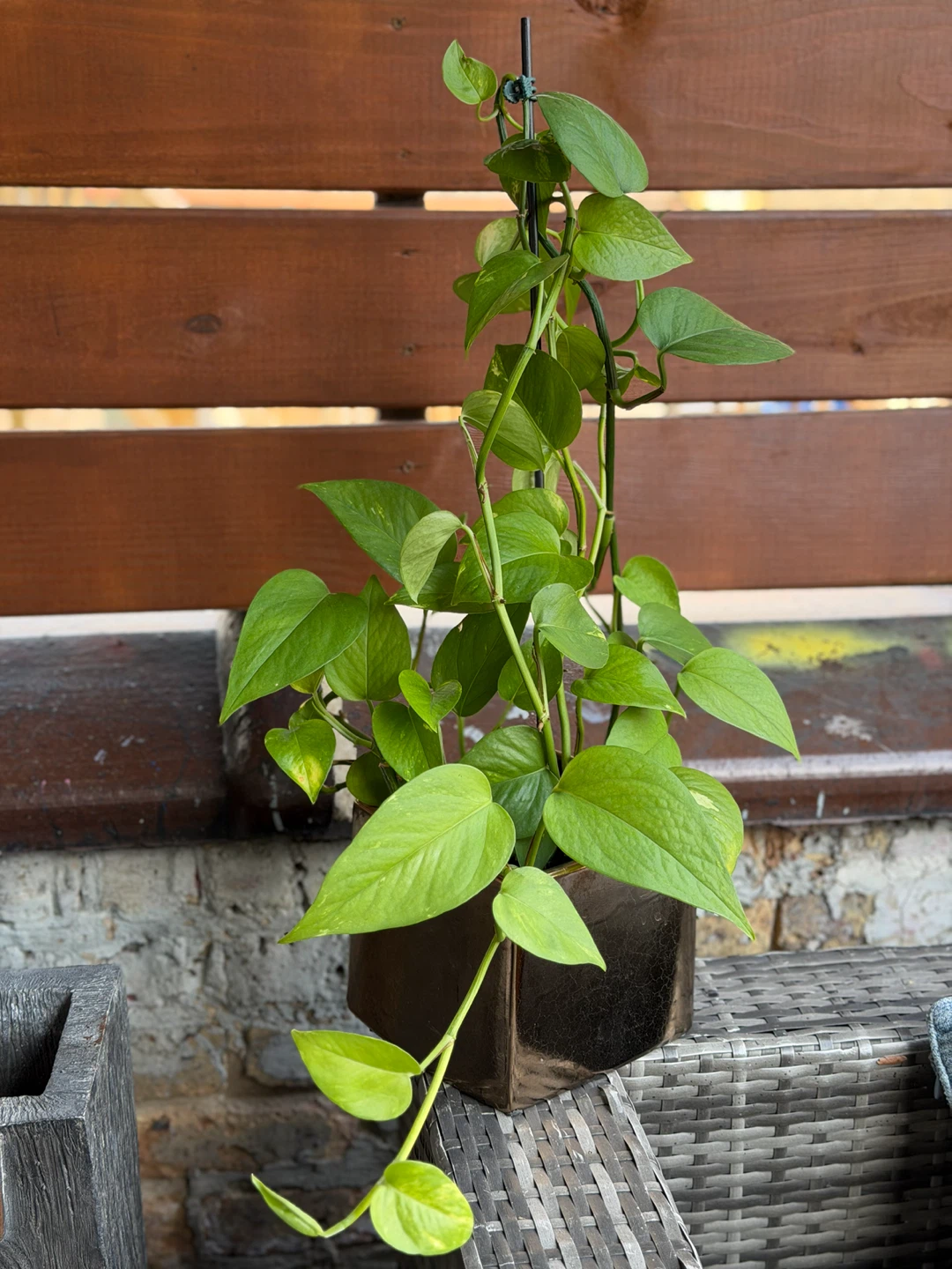 Pothos Plant