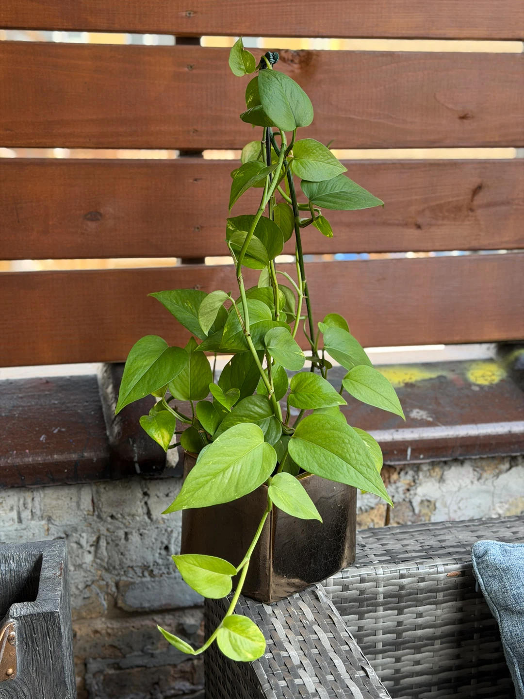 Pothos Plant - photo 2