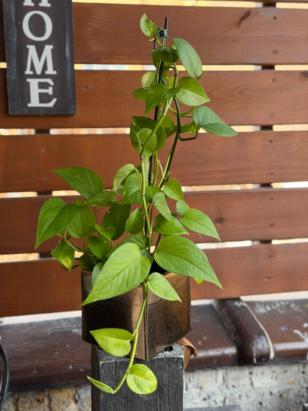 Pothos Plant - photo 3