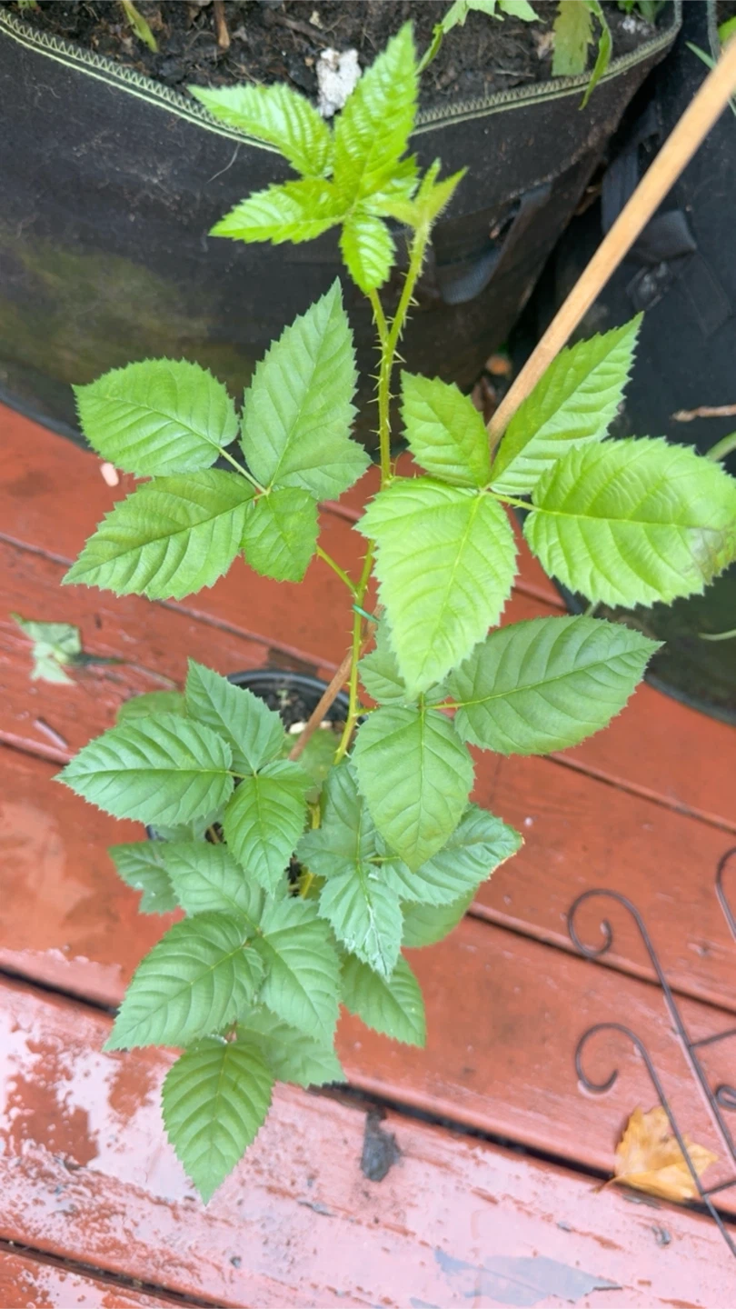 Blackberry Plant in Pot