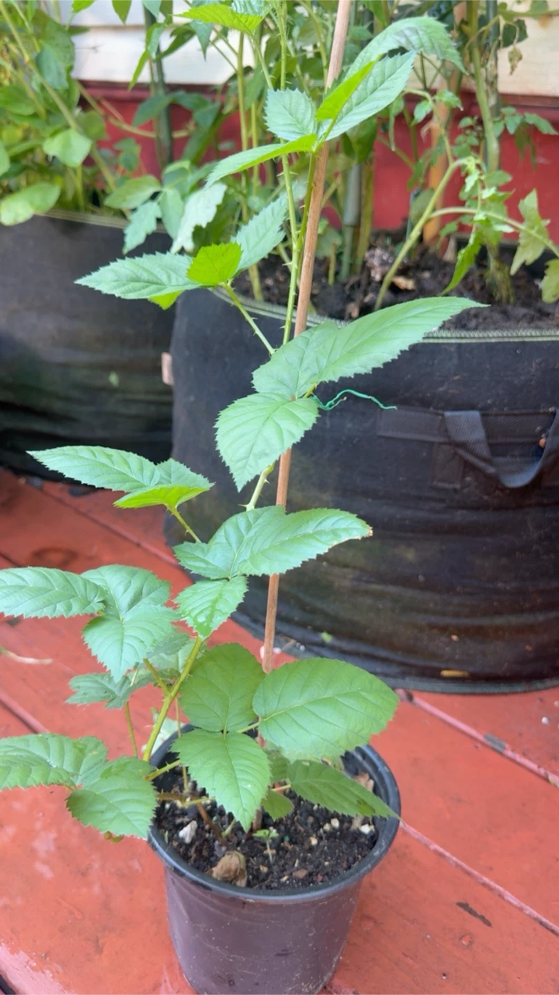 Blackberry Plant in Pot - photo 2
