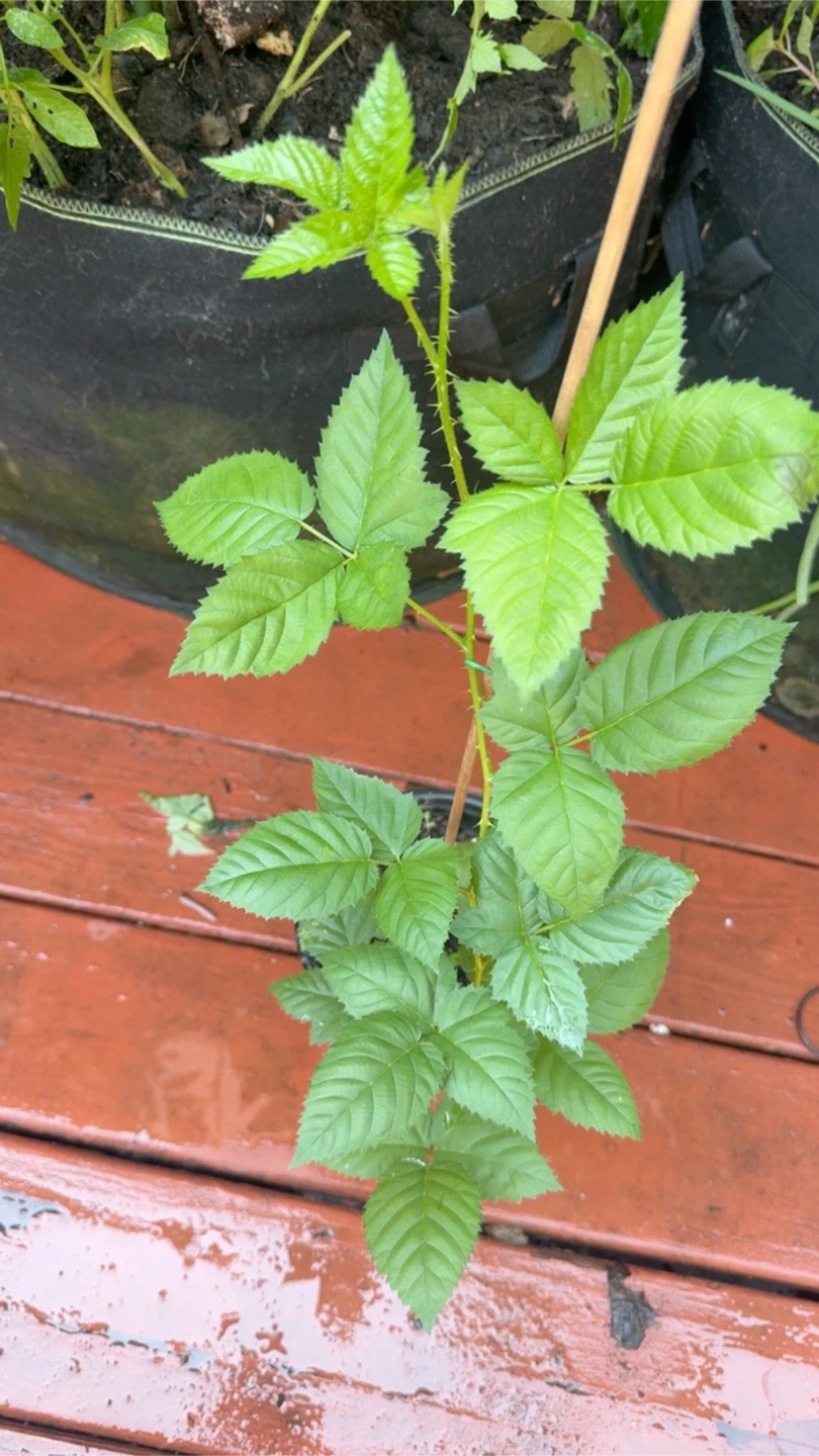 Blackberry Plant in Pot - photo 3