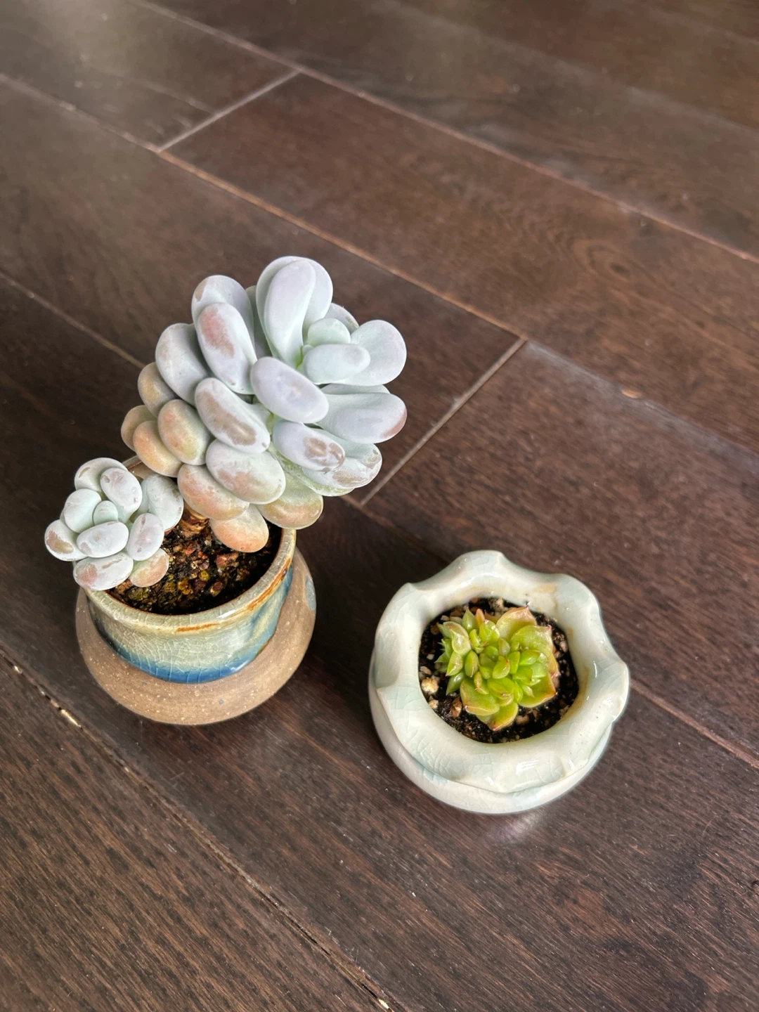 Mature succulents ($20 and up) - photo 4