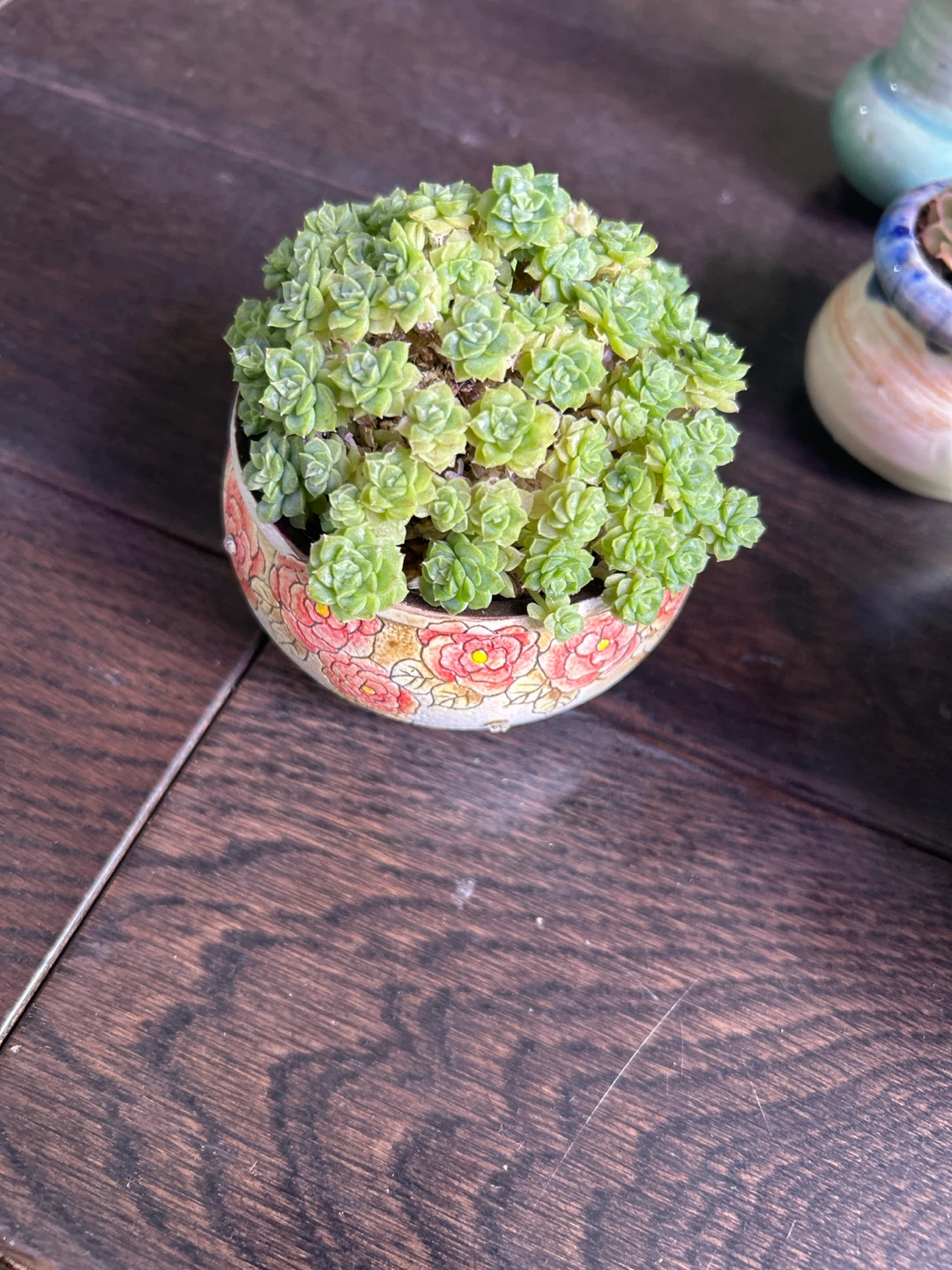 Mature succulents ($20 and up) - photo 5