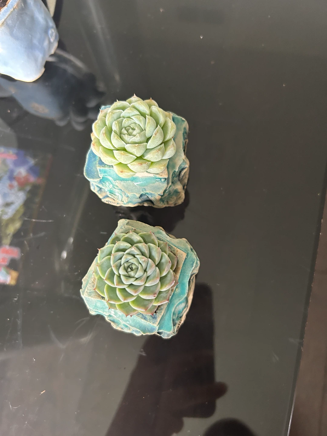 House plants and succulents - photo 4