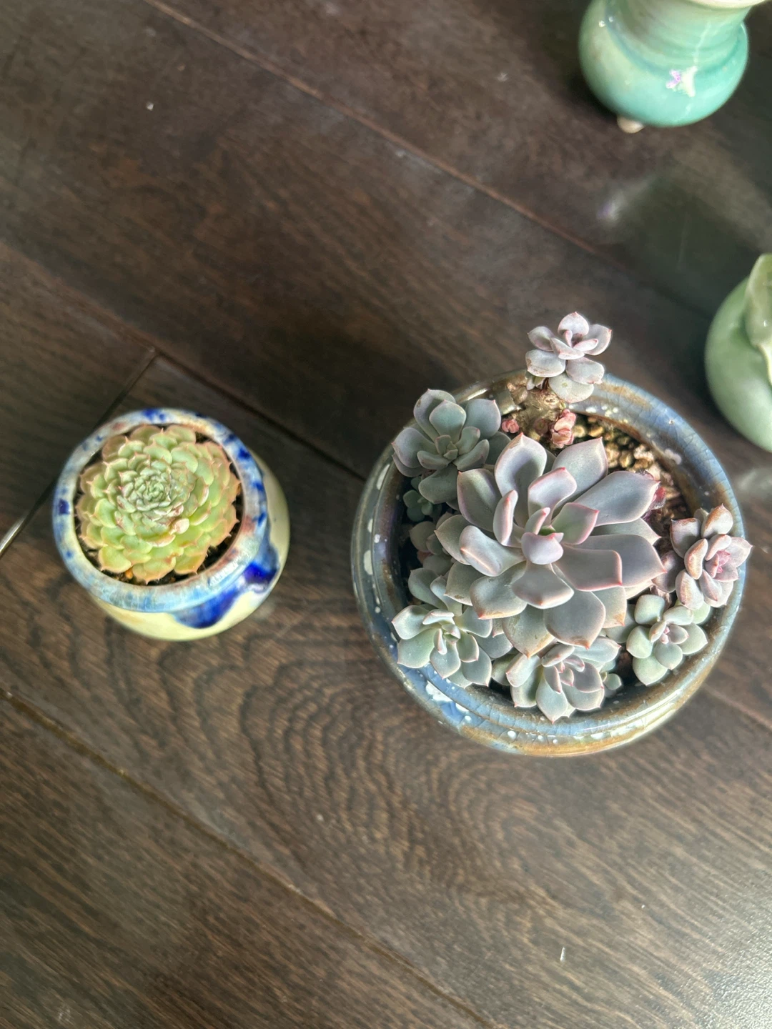 House plants and succulents - photo 5