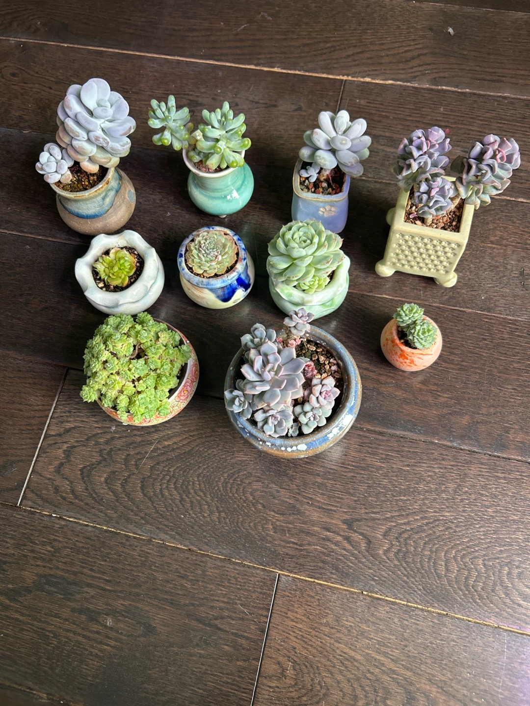 House plants and succulents