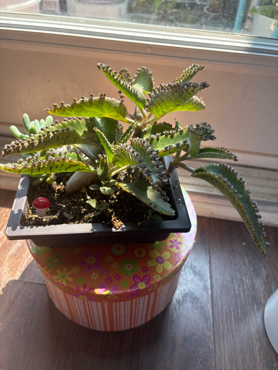 Kalanchoe "Mother of Thousands" Plant