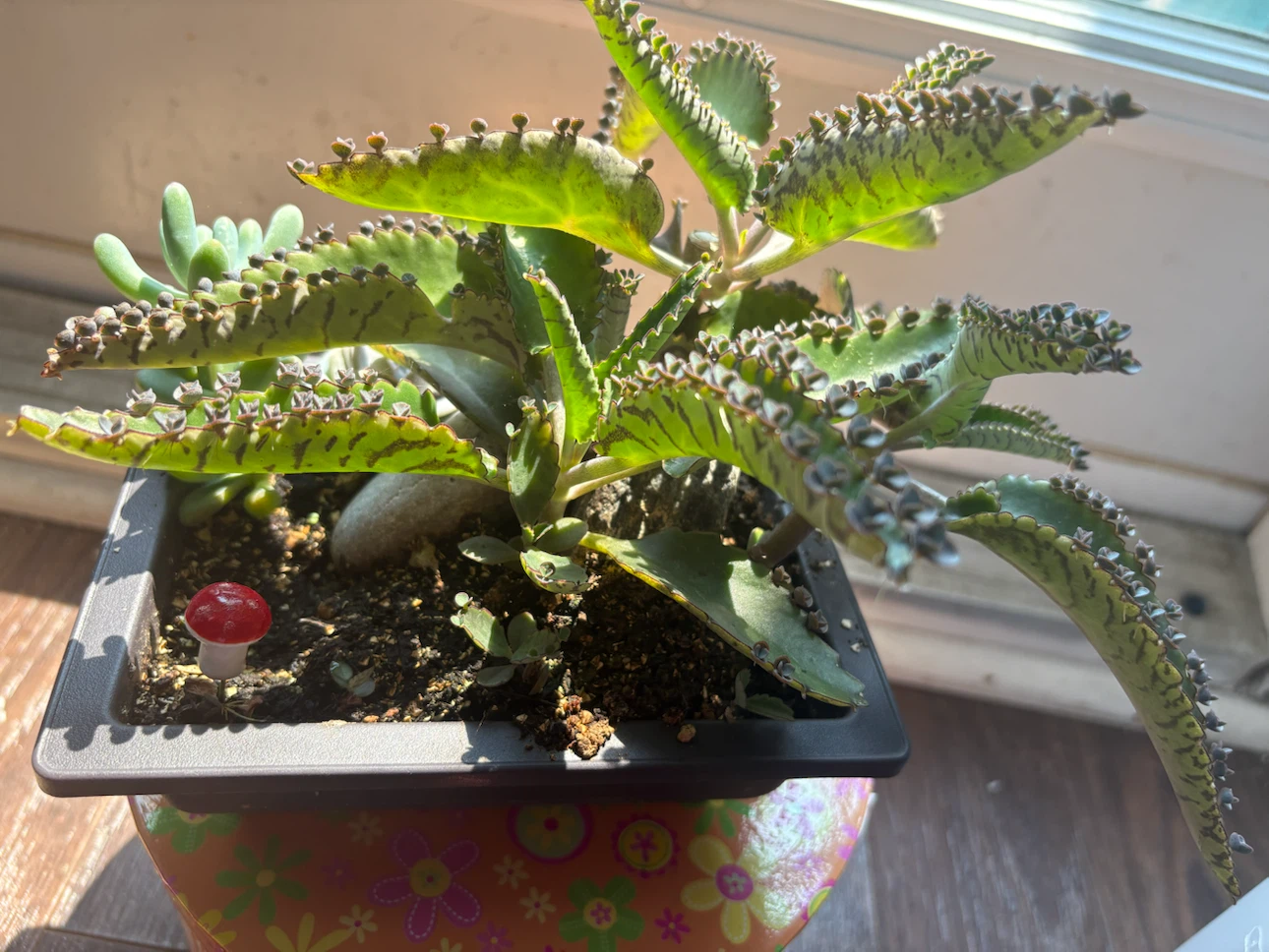 Kalanchoe "Mother of Thousands" Plant - photo 2