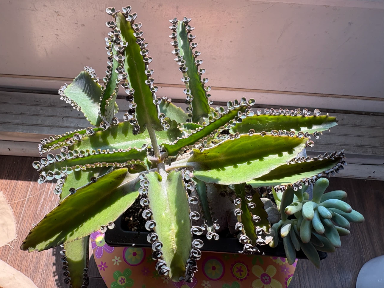 Kalanchoe "Mother of Thousands" Plant - photo 3
