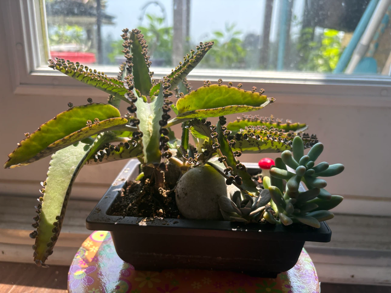 Kalanchoe "Mother of Thousands" Plant - photo 4