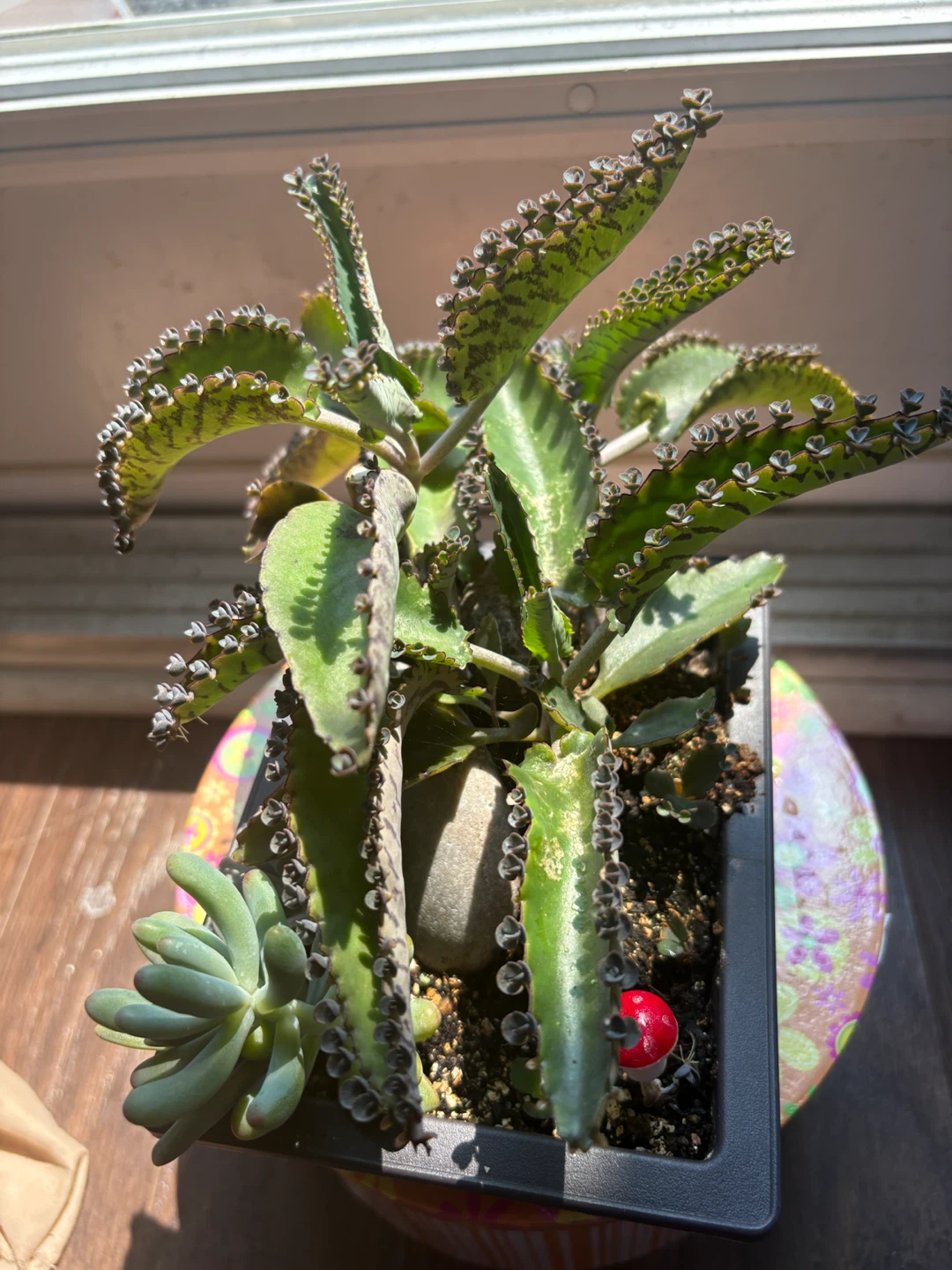 Kalanchoe "Mother of Thousands" Plant - photo 5