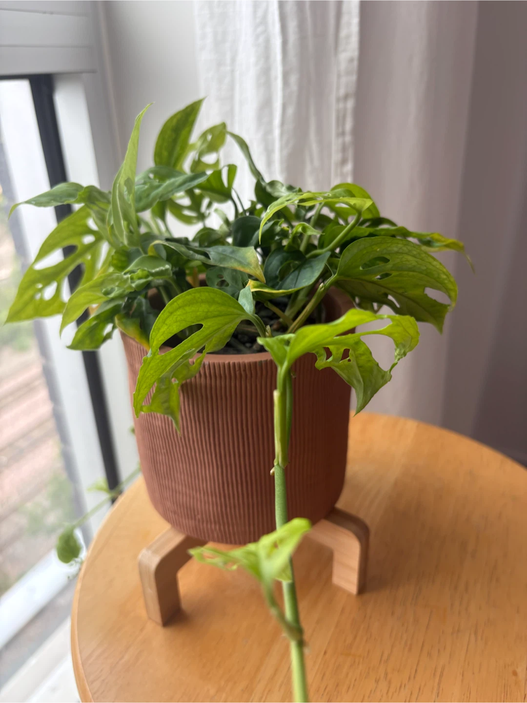 Monstera Adansonii Plant