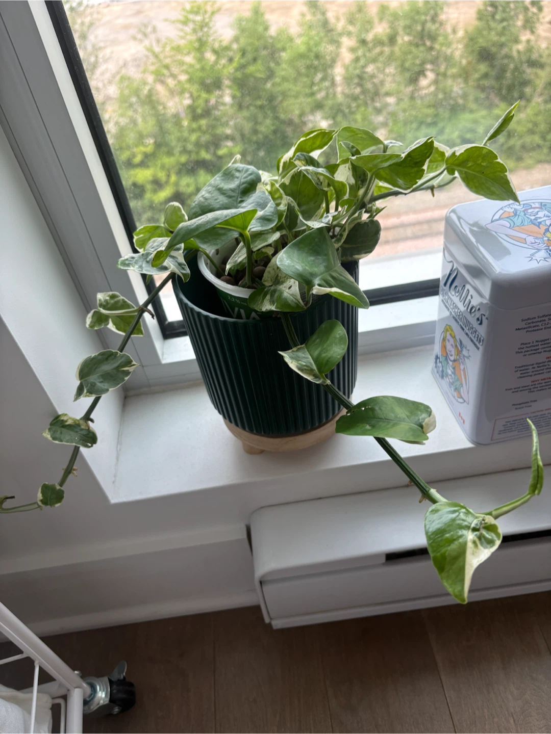 Pearl & Jade Pothos Plant