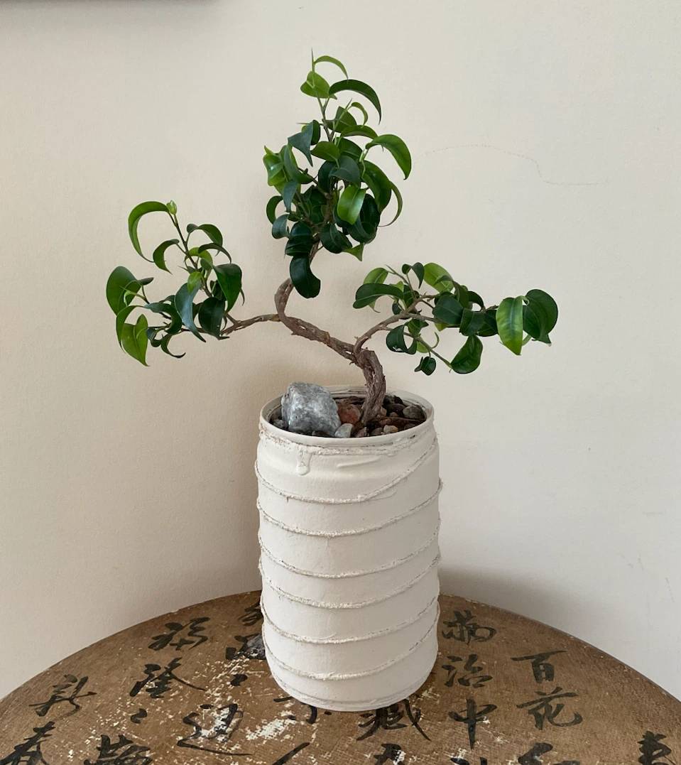 Styled Ficus Benjamina Bonsai with Artisan Planter