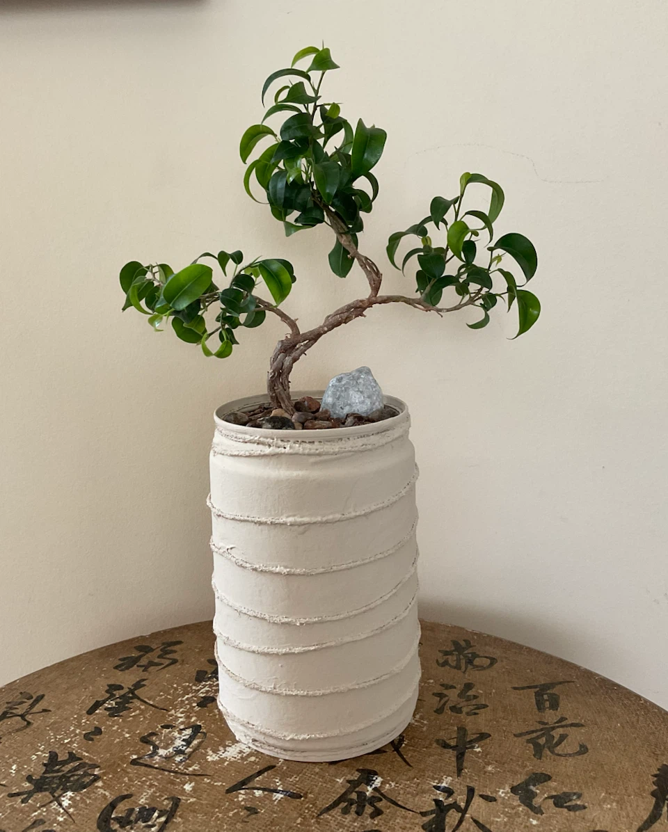 Styled Ficus Benjamina Bonsai with Artisan Planter - photo 2