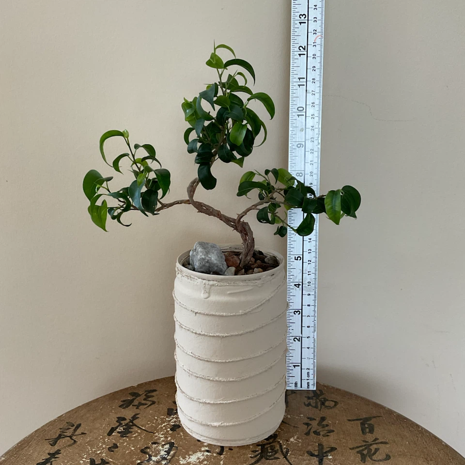Styled Ficus Benjamina Bonsai with Artisan Planter - photo 3