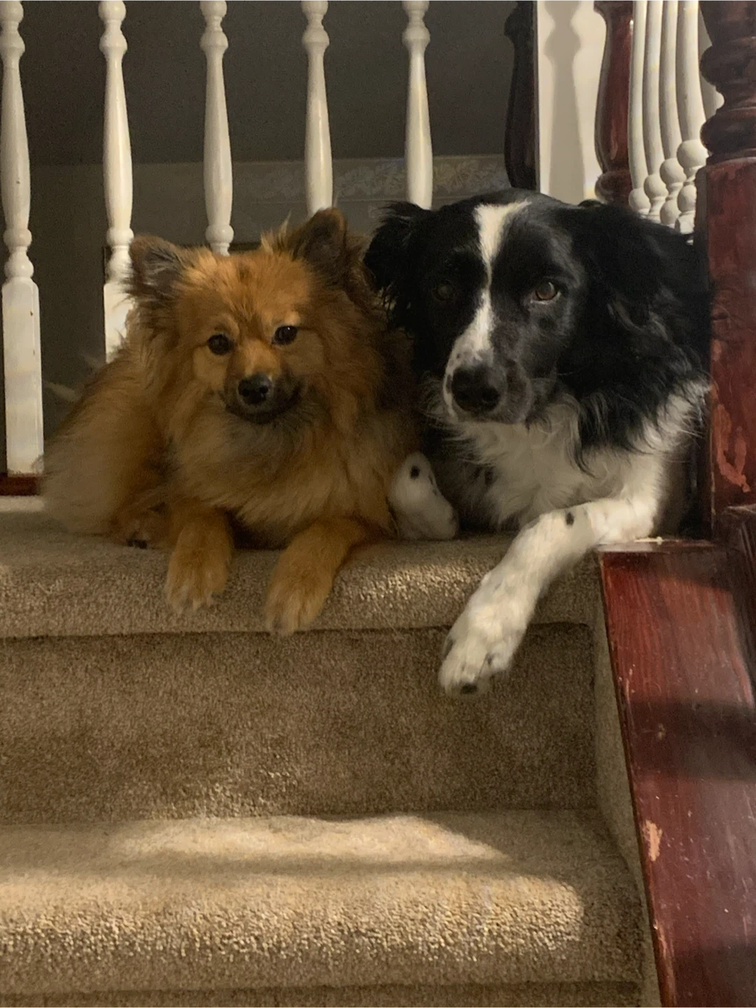 Experienced Dog Walker & Pet Sitter