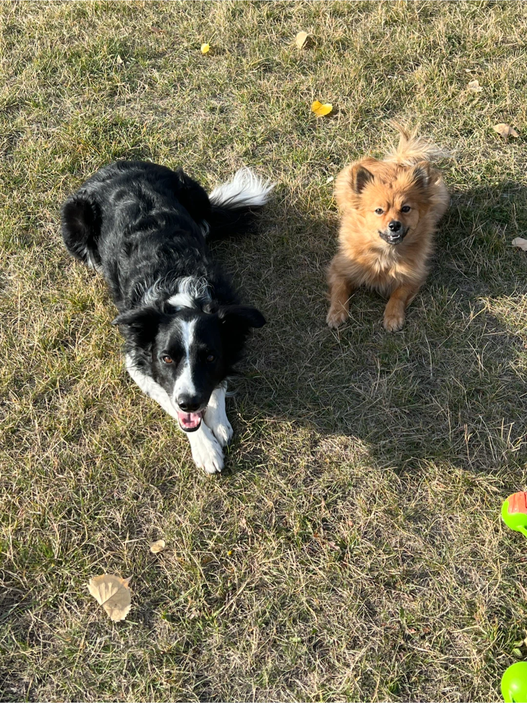 Experienced Dog Walker & Pet Sitter - photo 4