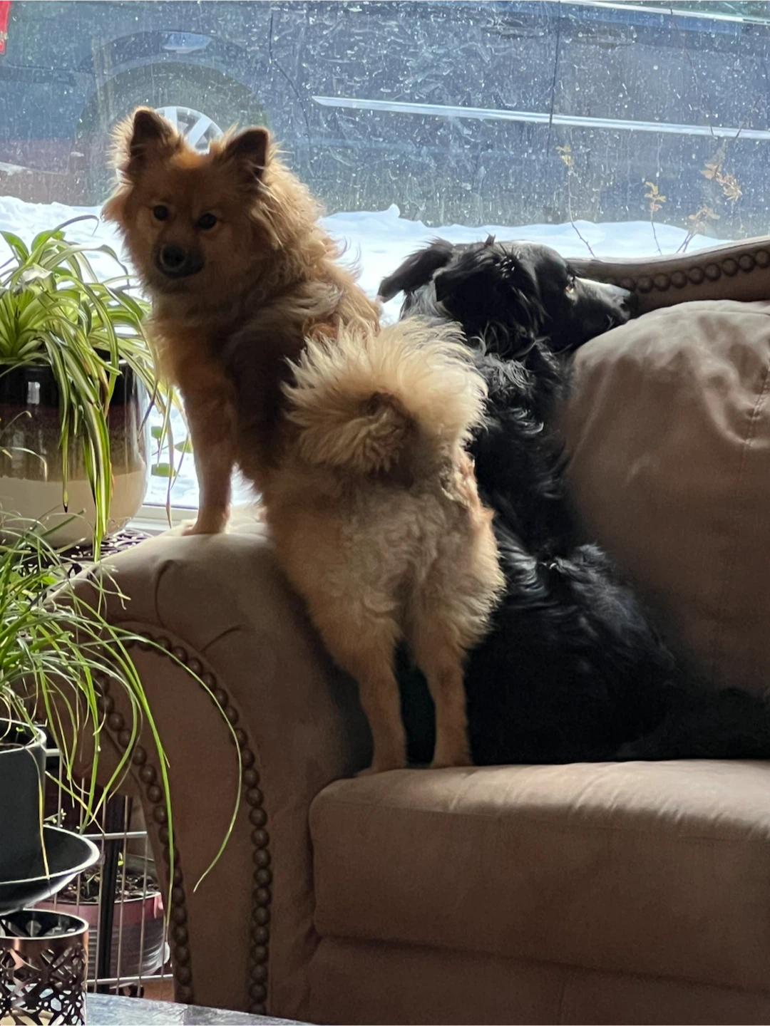 Experienced Dog Walker & Pet Sitter - photo 5