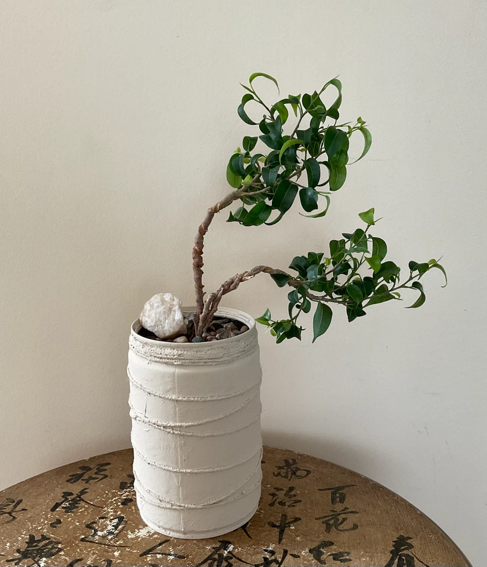 Styled Windswept Ficus Bonsai Tree