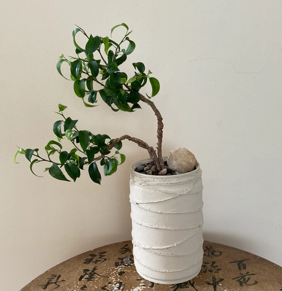 Styled Windswept Ficus Bonsai Tree - photo 2