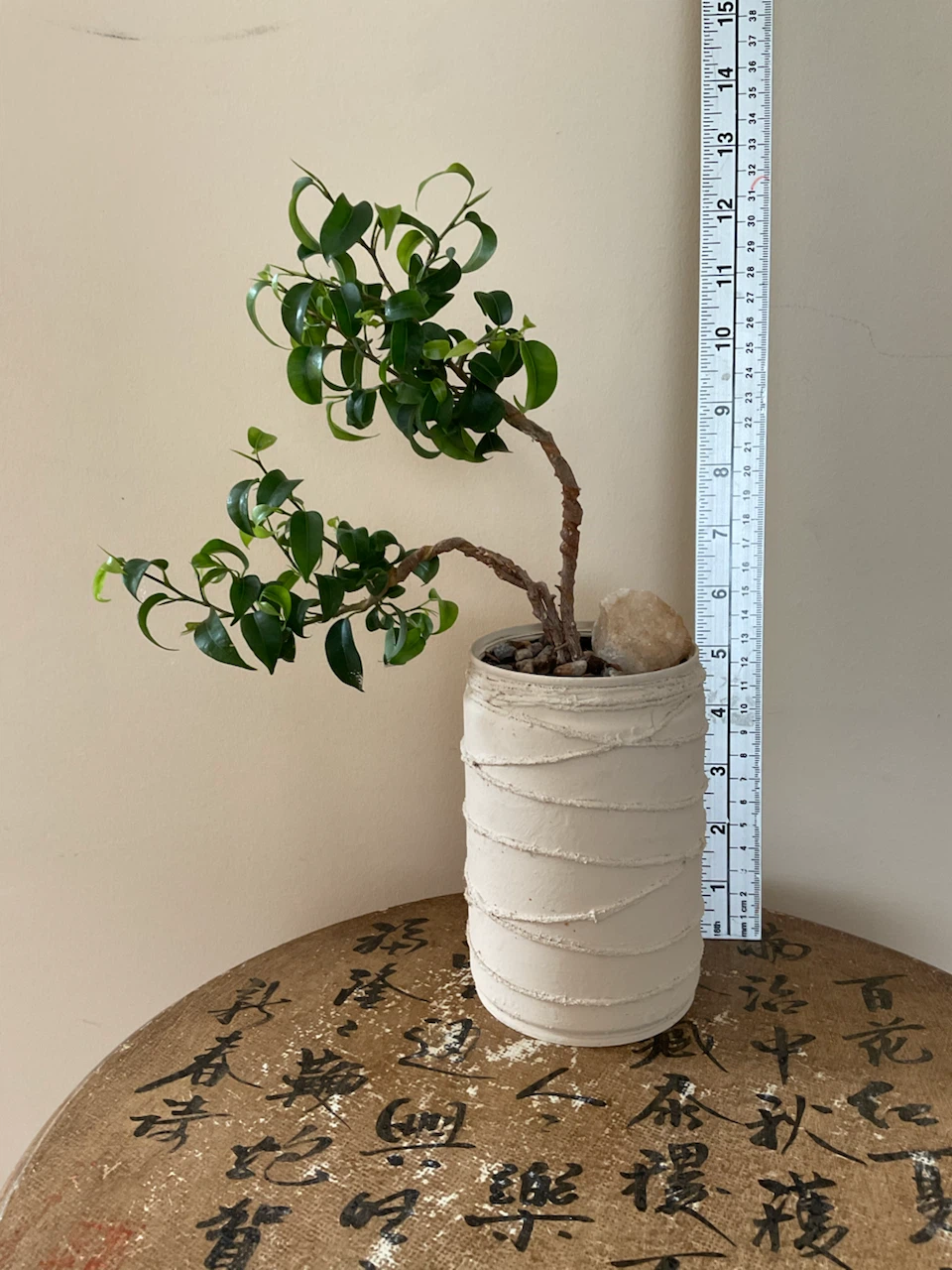 Styled Windswept Ficus Bonsai Tree - photo 3