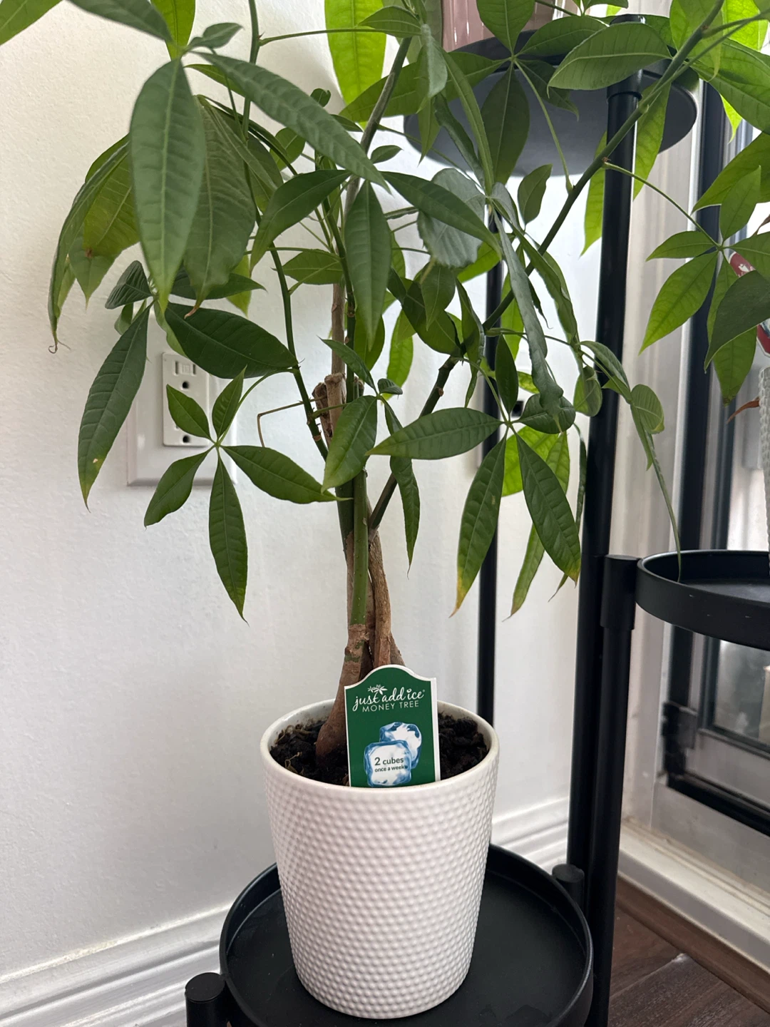 Money Tree Plant with Stand ( 3 Plants ) - photo 2