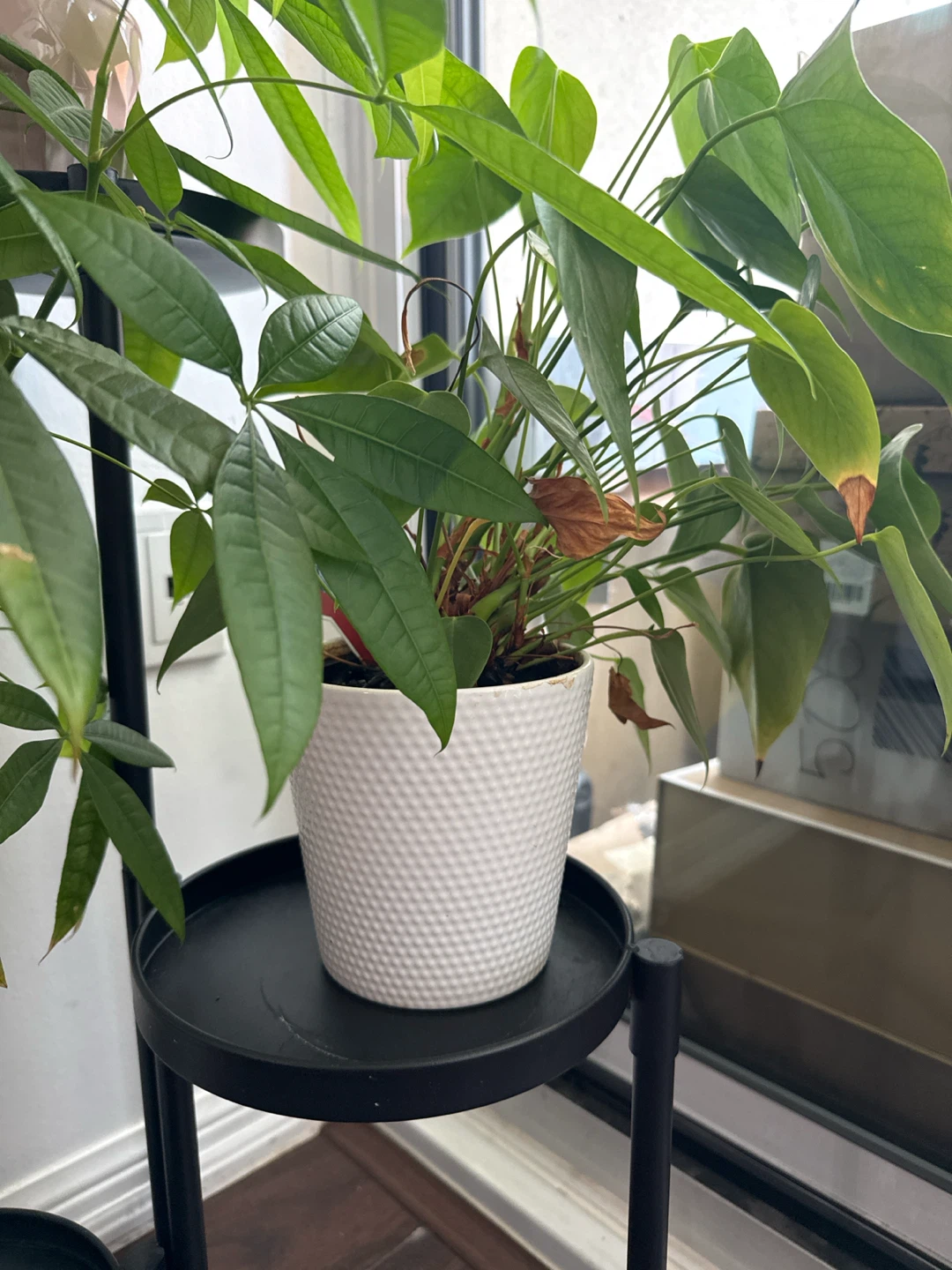 Money Tree Plant with Stand ( 3 Plants ) - photo 3