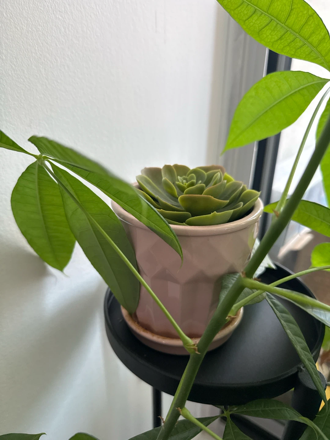 Money Tree Plant with Stand ( 3 Plants ) - photo 4