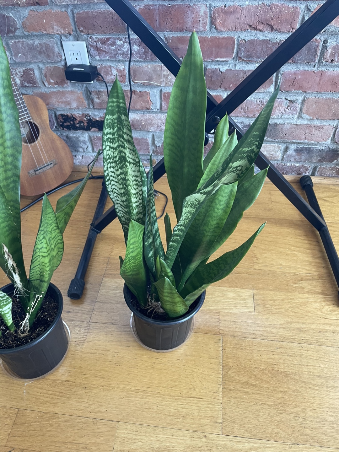 Two Snake Plants - photo 2