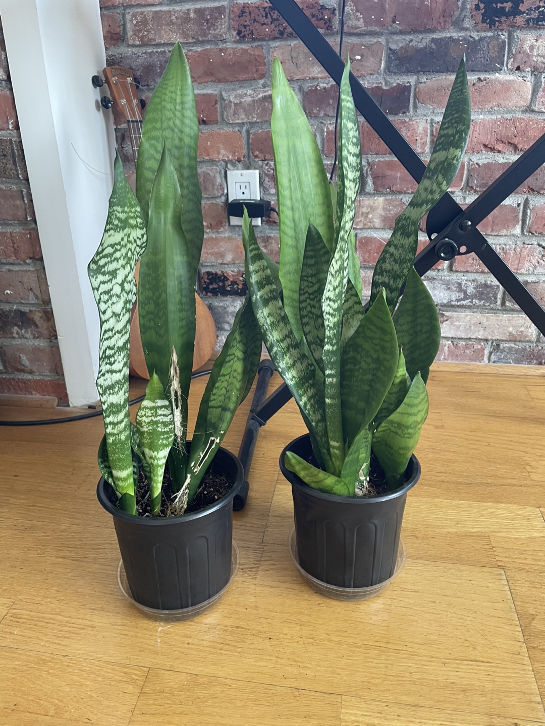 Two Snake Plants