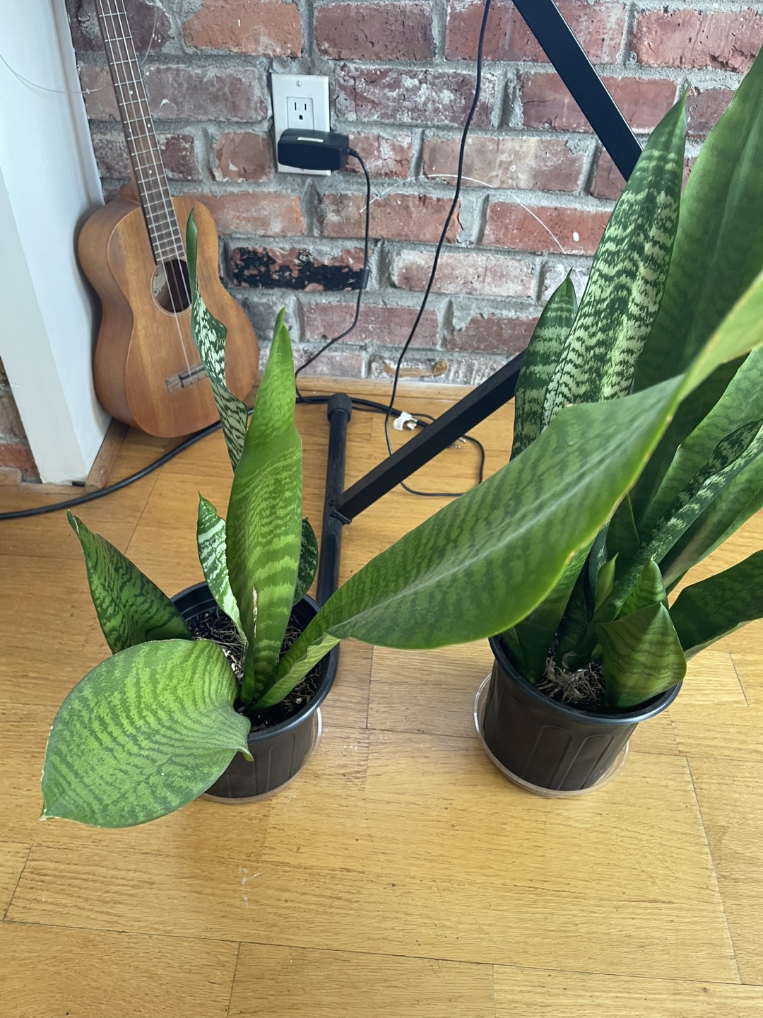 Two Snake Plants - photo 3